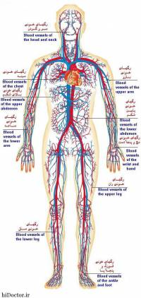 طرح جابر ساختار بدن
