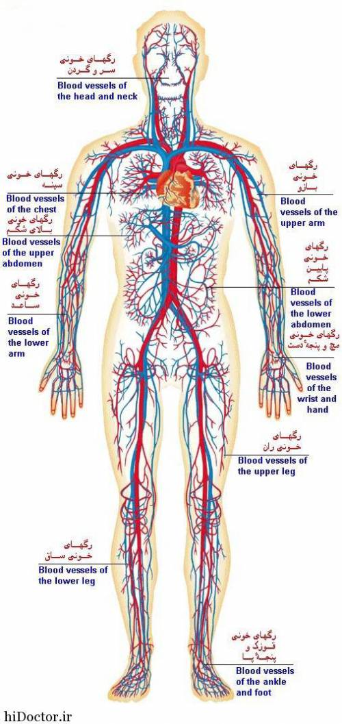 طرح جابر ساختار بدن